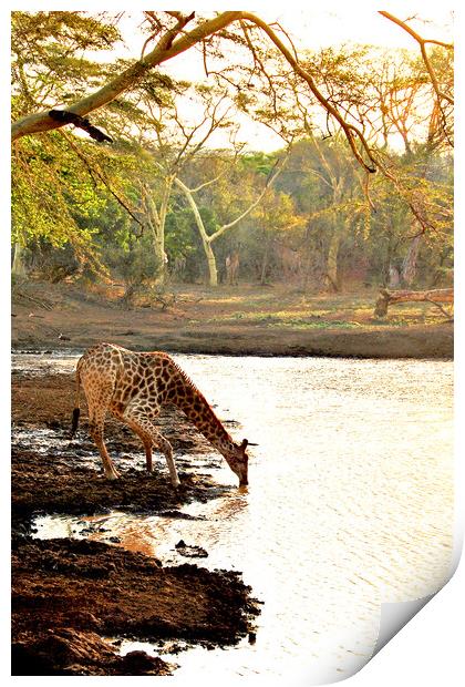 Giraffe Zulu Nyala Game Reserve South Africa Print by Andy Evans Photos