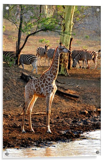 Giraffe Zulu Nyala Game Reserve South Africa Acrylic by Andy Evans Photos