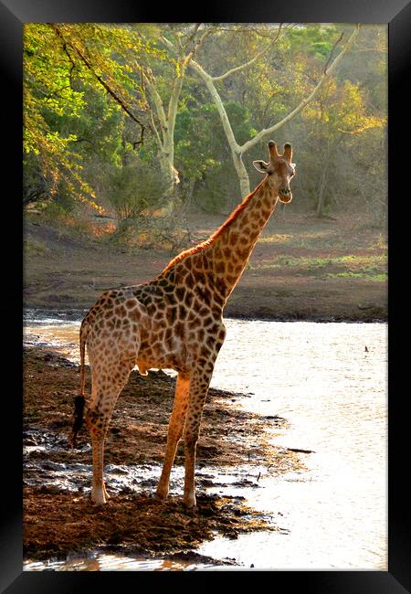 Giraffe Zulu Nyala Game Reserve South Africa Framed Print by Andy Evans Photos