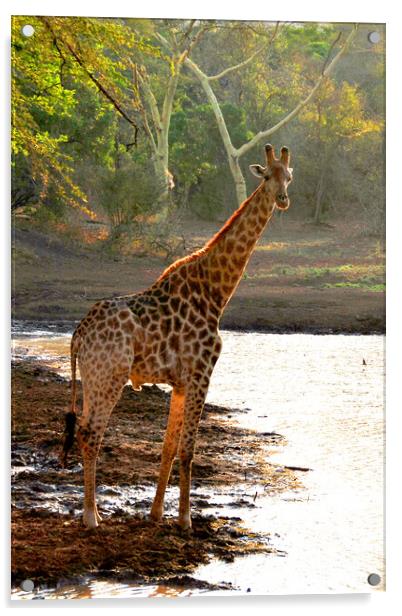 Giraffe Zulu Nyala Game Reserve South Africa Acrylic by Andy Evans Photos