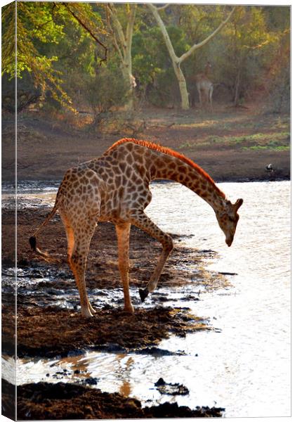 Giraffe Zulu Nyala Game Reserve South Africa Canvas Print by Andy Evans Photos