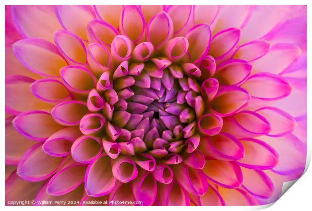 Pink White Ball Arbatax Dahlia Flower Bellevue Washington Print by William Perry