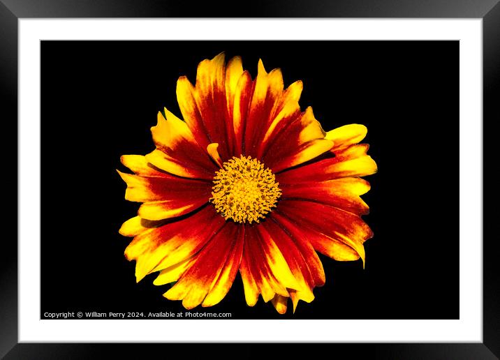 Red Yellow Blanketflower Crystal Mountain Washington Framed Mounted Print by William Perry