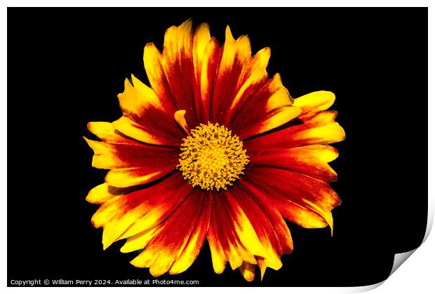 Red Yellow Blanketflower Crystal Mountain Washington Print by William Perry