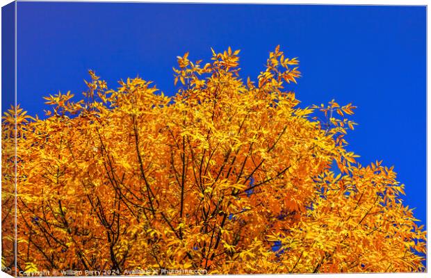 Orange Fall Leaves Tree Blue Sky Issaquah Washington Canvas Print by William Perry