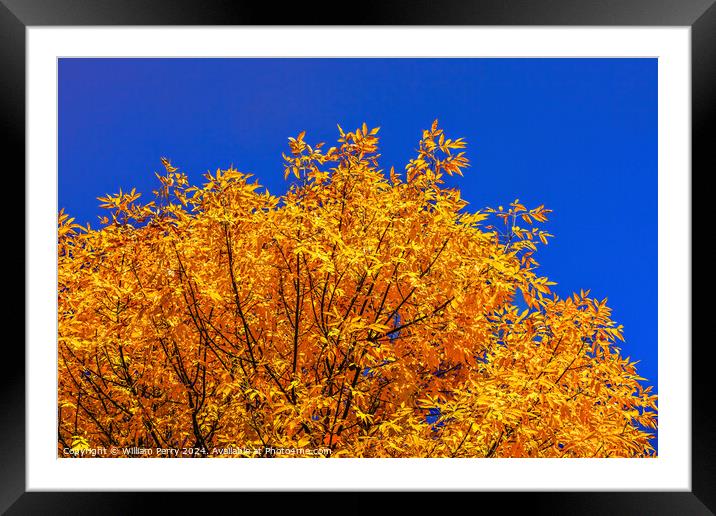 Orange Fall Leaves Tree Blue Sky Issaquah Washington Framed Mounted Print by William Perry