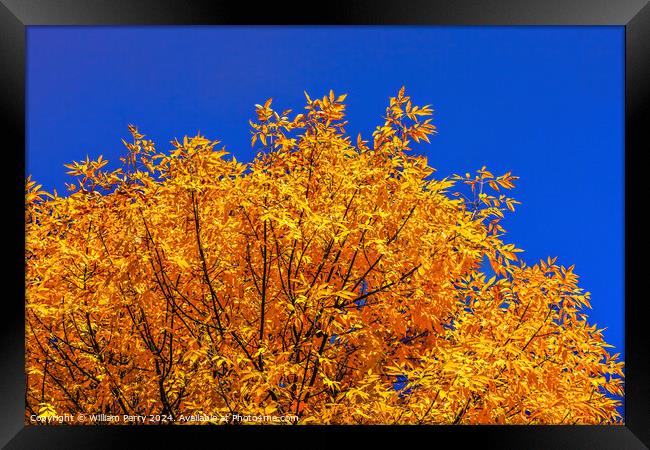 Orange Fall Leaves Tree Blue Sky Issaquah Washington Framed Print by William Perry