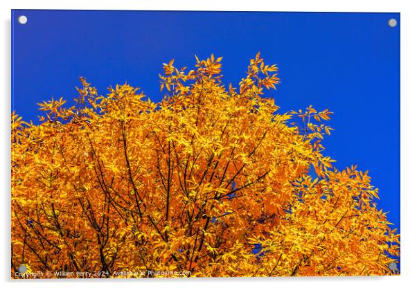 Orange Fall Leaves Tree Blue Sky Issaquah Washington Acrylic by William Perry