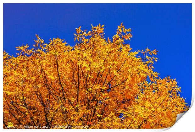 Orange Fall Leaves Tree Blue Sky Issaquah Washington Print by William Perry