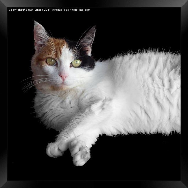 Calico Cat on Black Framed Print by Sarah Osterman