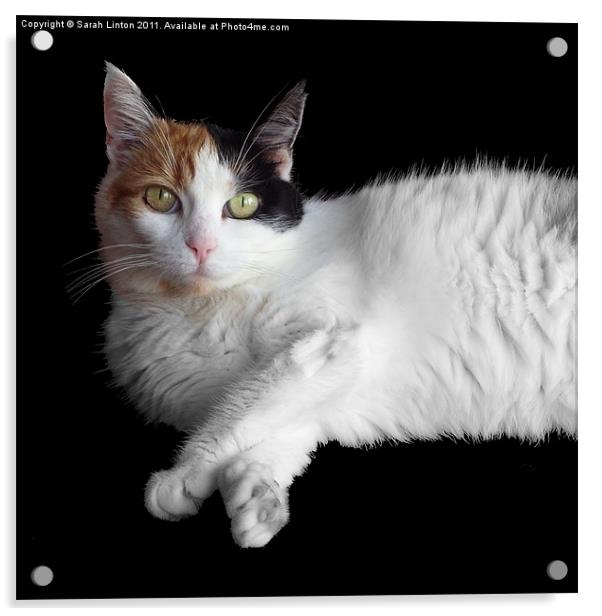 Calico Cat on Black Acrylic by Sarah Osterman