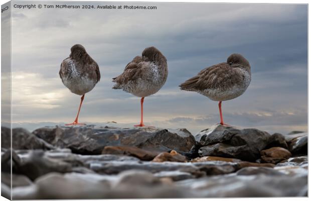 Redshanks, Three in a Row Canvas Print by Tom McPherson