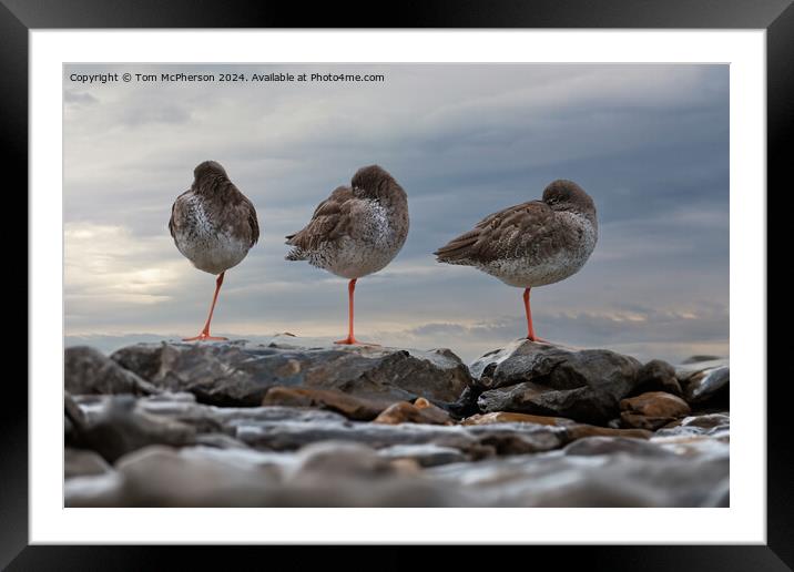 Redshanks, Three in a Row Framed Mounted Print by Tom McPherson