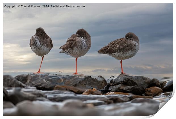 Redshanks, Three in a Row Print by Tom McPherson