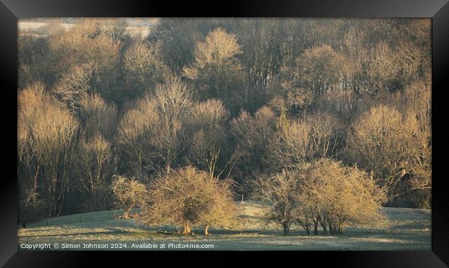 Sunlit trees Framed Print by Simon Johnson