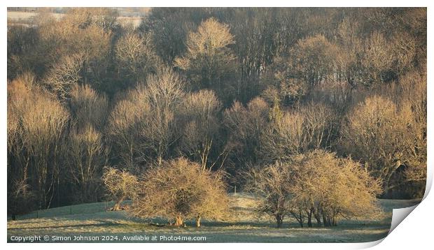 Sunlit trees Print by Simon Johnson