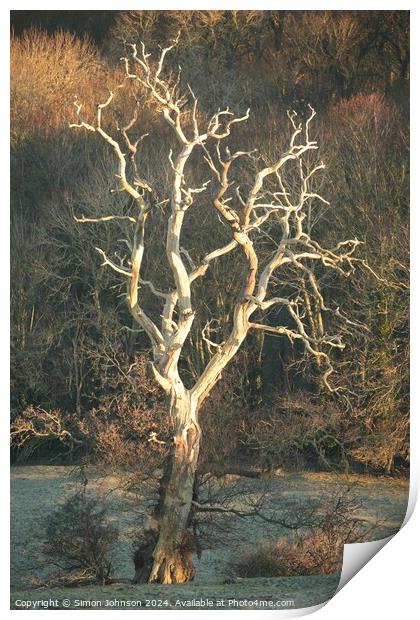 Lightning tree Print by Simon Johnson