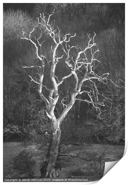 Lightning tree Print by Simon Johnson