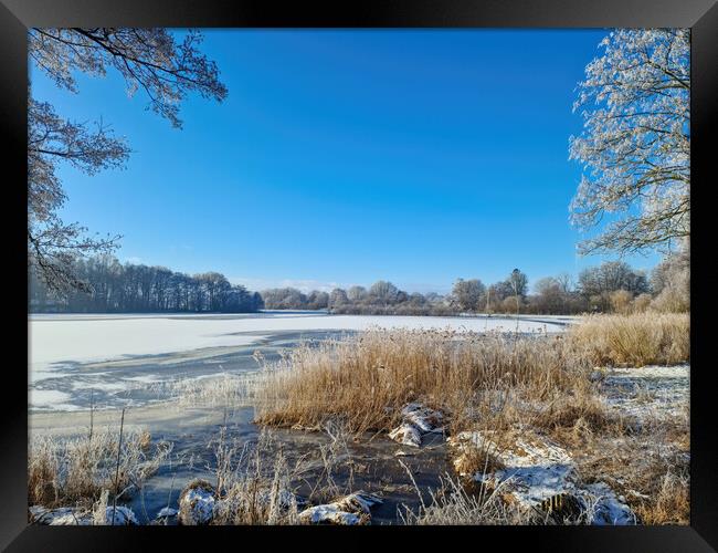 A snow covered frozen lake with icy reeds in the sunshine in the Framed Print by Michael Piepgras