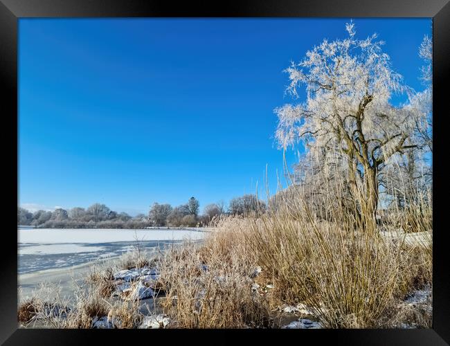A snow covered frozen lake with icy reeds in the sunshine in the Framed Print by Michael Piepgras