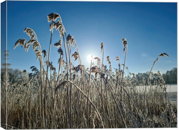 A snow covered frozen lake with icy reeds in the sunshine in the Canvas Print by Michael Piepgras