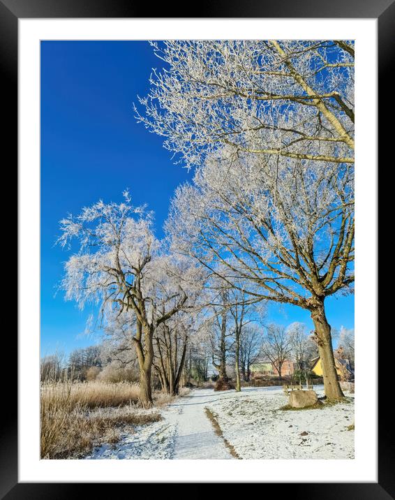 A snow covered frozen lake with icy reeds in the sunshine in the Framed Mounted Print by Michael Piepgras