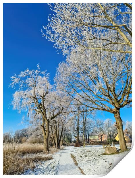 A snow covered frozen lake with icy reeds in the sunshine in the Print by Michael Piepgras