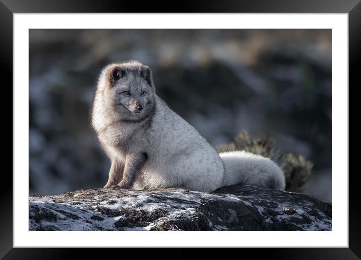 Arctic fox Framed Mounted Print by Alan Tunnicliffe
