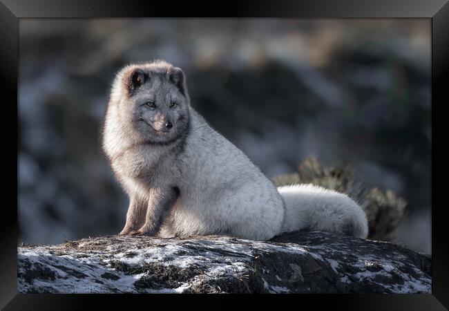 Arctic fox Framed Print by Alan Tunnicliffe