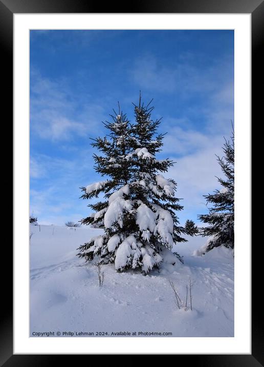 Snow Covered Pines 21B Framed Mounted Print by Philip Lehman