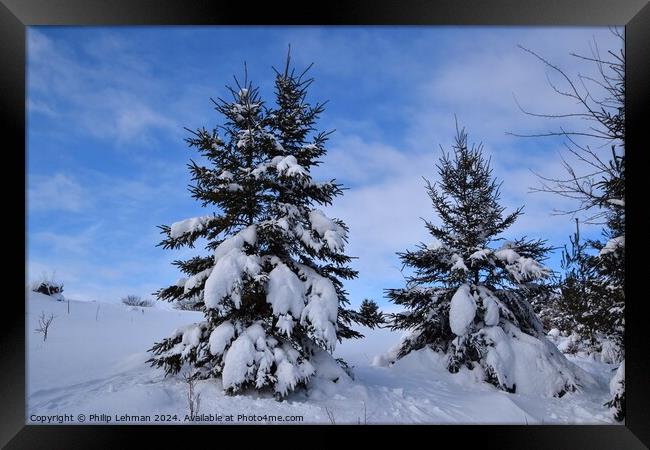 Snow Covered Pines 19A Framed Print by Philip Lehman