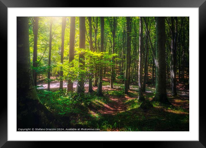Beautiful light in the beech forest. Casentino, Tuscany Framed Mounted Print by Stefano Orazzini