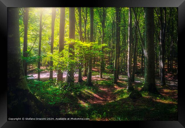 Beautiful light in the beech forest. Casentino, Tuscany Framed Print by Stefano Orazzini