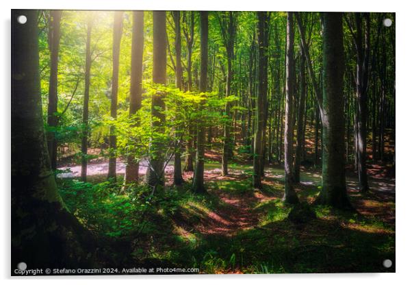 Beautiful light in the beech forest. Casentino, Tuscany Acrylic by Stefano Orazzini