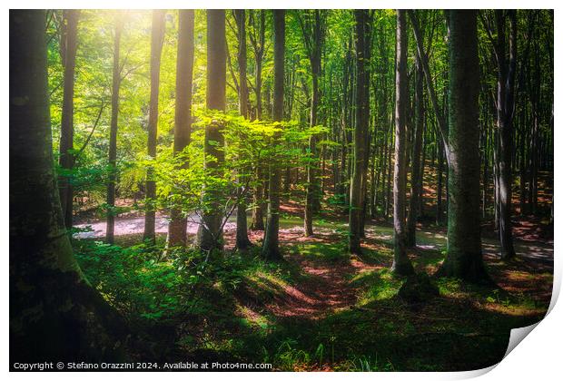 Beautiful light in the beech forest. Casentino, Tuscany Print by Stefano Orazzini