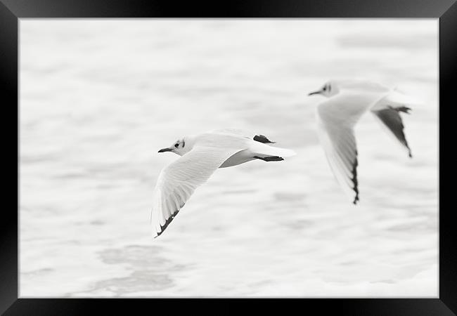 Gulls on White Framed Print by Simon Wrigglesworth