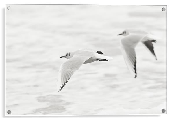 Gulls on White Acrylic by Simon Wrigglesworth