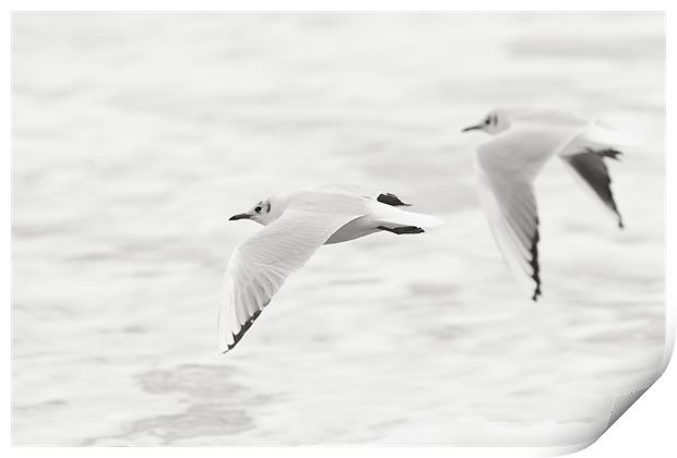 Gulls on White Print by Simon Wrigglesworth