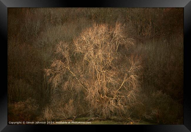 Sunlit tree Framed Print by Simon Johnson