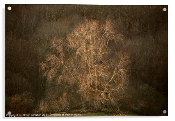 Sunlit tree Acrylic by Simon Johnson