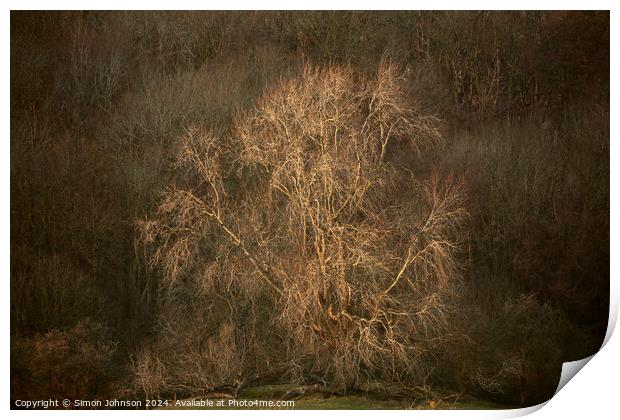 Sunlit tree Print by Simon Johnson