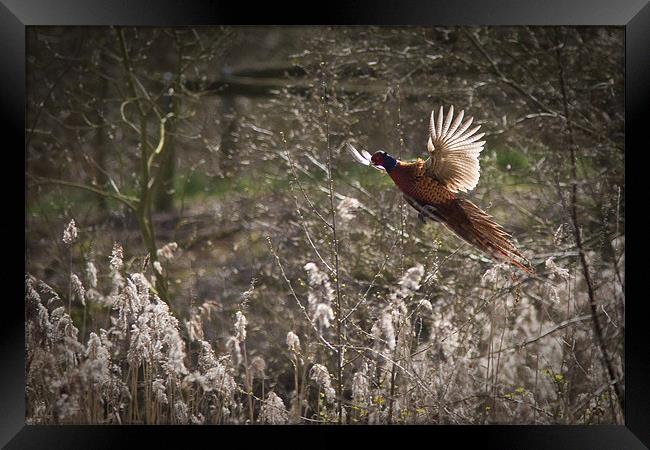 Pheasant Framed Print by Simon Wrigglesworth