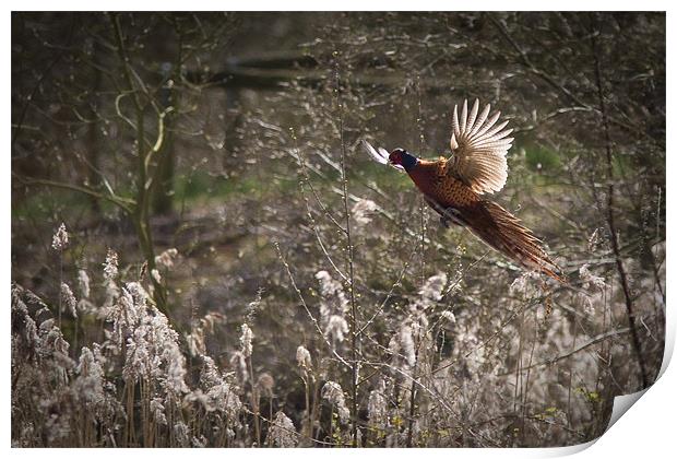 Pheasant Print by Simon Wrigglesworth