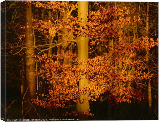 Sunlit Leaves Canvas Print by Simon Johnson