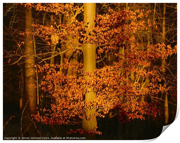 Sunlit Leaves Print by Simon Johnson