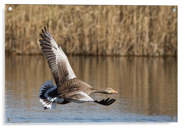 Skimming - Goose Acrylic by Simon Wrigglesworth