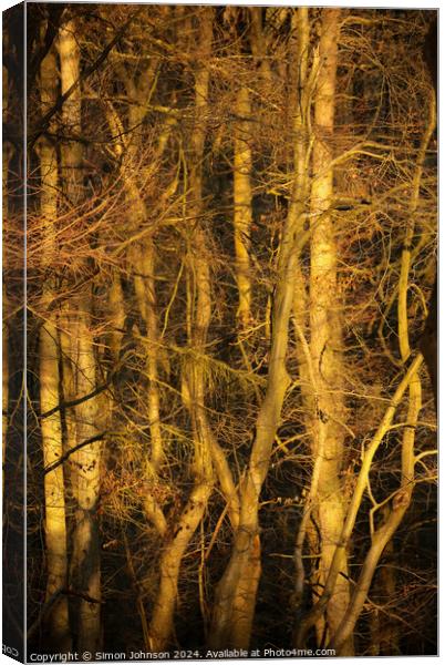 Sunlit Woodland  Canvas Print by Simon Johnson
