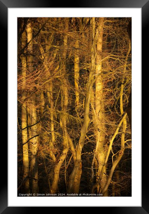 Sunlit Woodland  Framed Mounted Print by Simon Johnson
