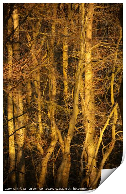 Sunlit Woodland  Print by Simon Johnson