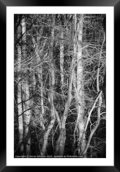 Sunlit woodland monochrome  Framed Mounted Print by Simon Johnson